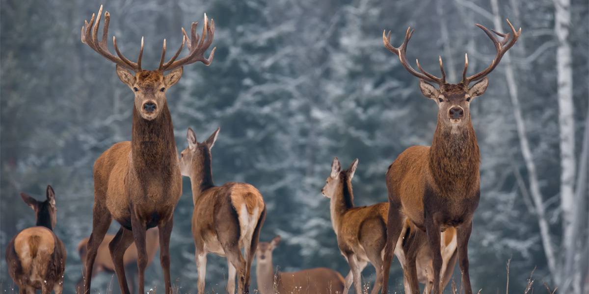 Oh, Deer!